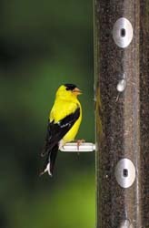 Finch Feeder with Nyjer (thistle) 